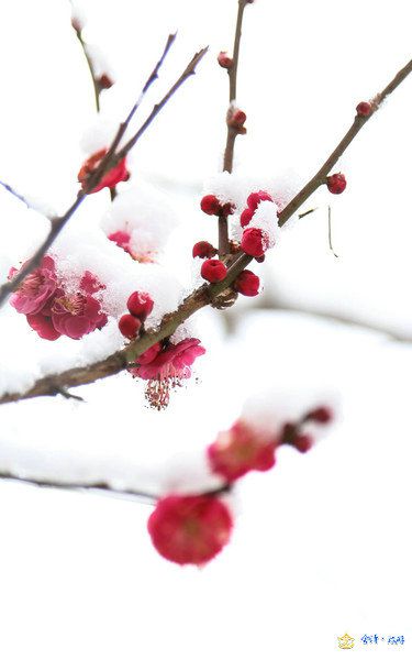 一剪寒梅简谱_一剪寒梅傲立雪中图片