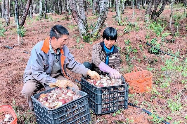 宣威复兴：林下种植赤松茸 遍地生“金”促..