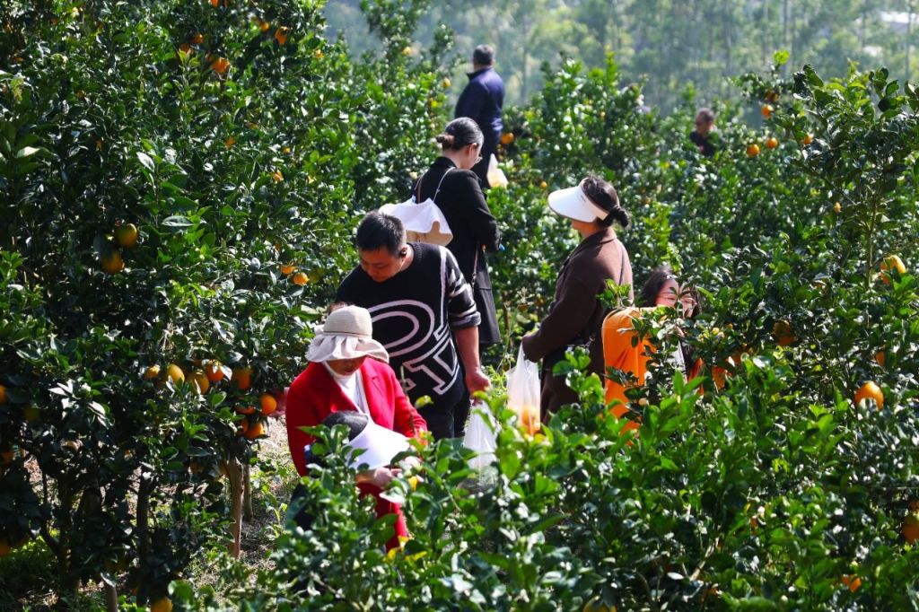 旧屋基:  脐橙丰收景 农民好心情