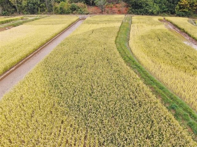 “风景稻”里话丰收