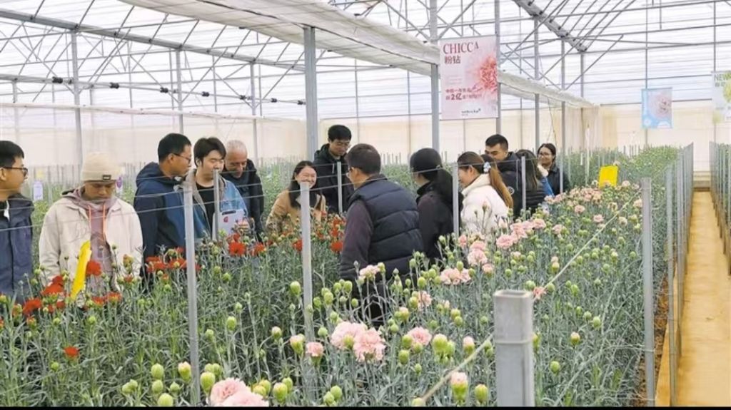 150多个康乃馨新品种壮大马龙“花经济”