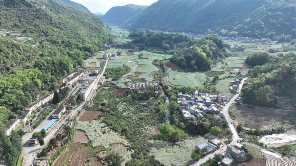 罗平：樱桃红透山水间 乡村振兴新图景