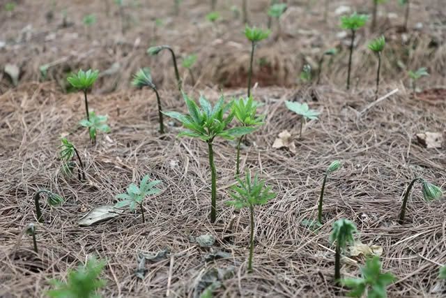 宣威西泽乡：林下种植让山岭更富更美