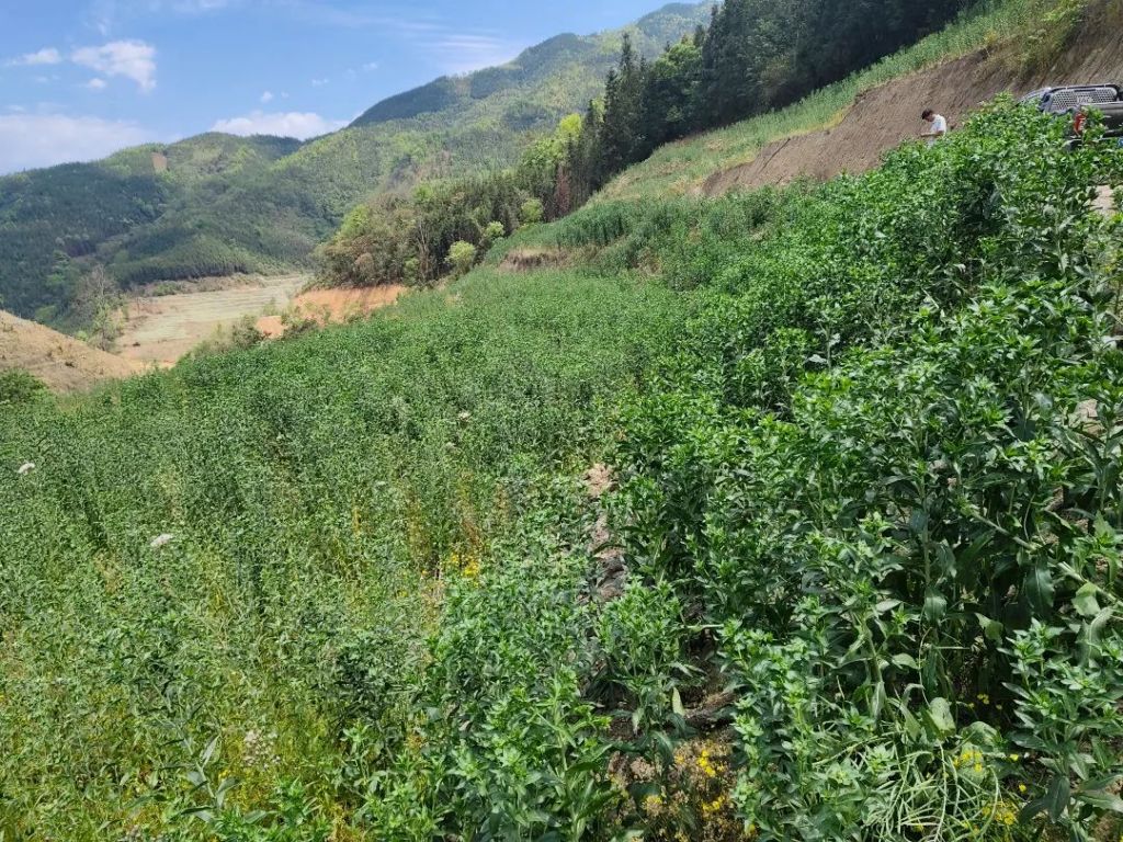 罗平鲁布革乡团坡村：种植滇红花  拓宽致..