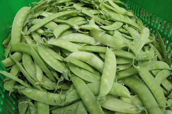 小夹豌豆_conew1.jpg