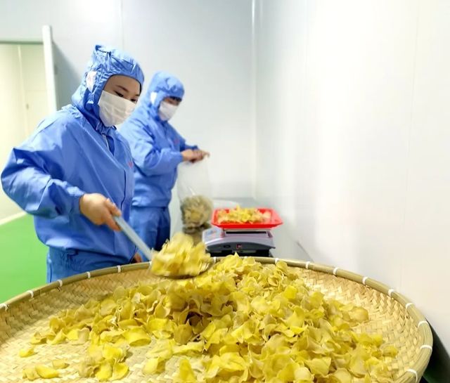 宣威市首条洋芋片烘干线投产