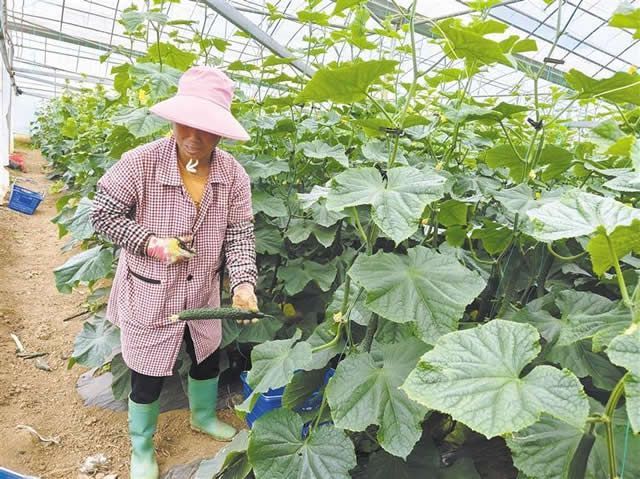 宣威热水镇：“嫁接技术+企农模式”激发乡..