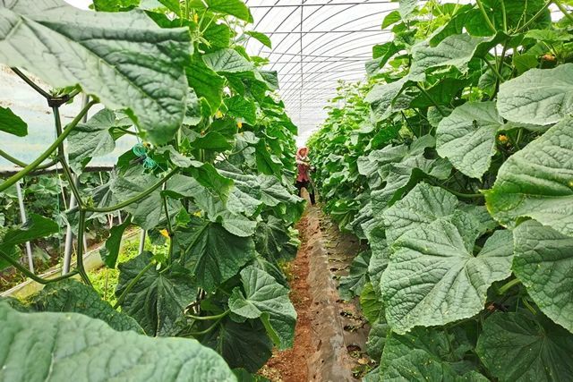 宣威：标准化种植结硕果
