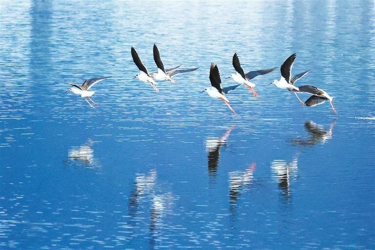 会泽蔓海湿地生态改善 长脚鹬种群数量显著..