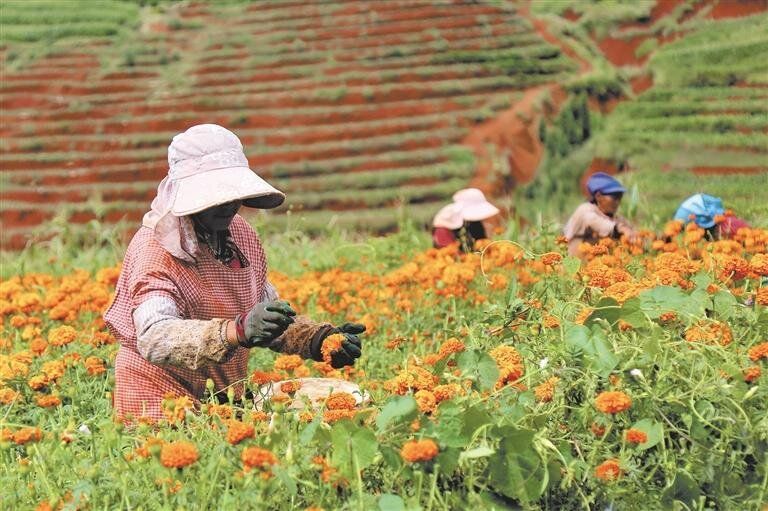 会泽：者海镇万寿菊产业激活乡村振兴新动能