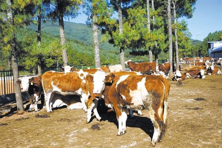 会泽五星乡：肉牛产业全链发力 奏响乡村振..