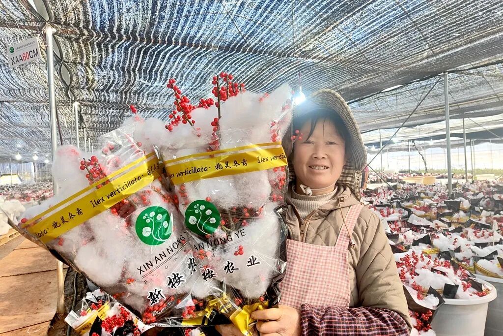 红果映增收！宣威热水镇1500亩北美冬青..