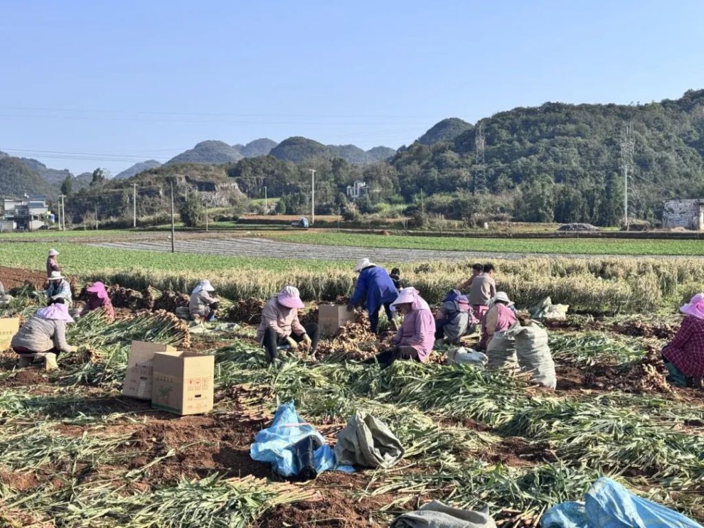 罗平：小黄姜喜迎丰收季