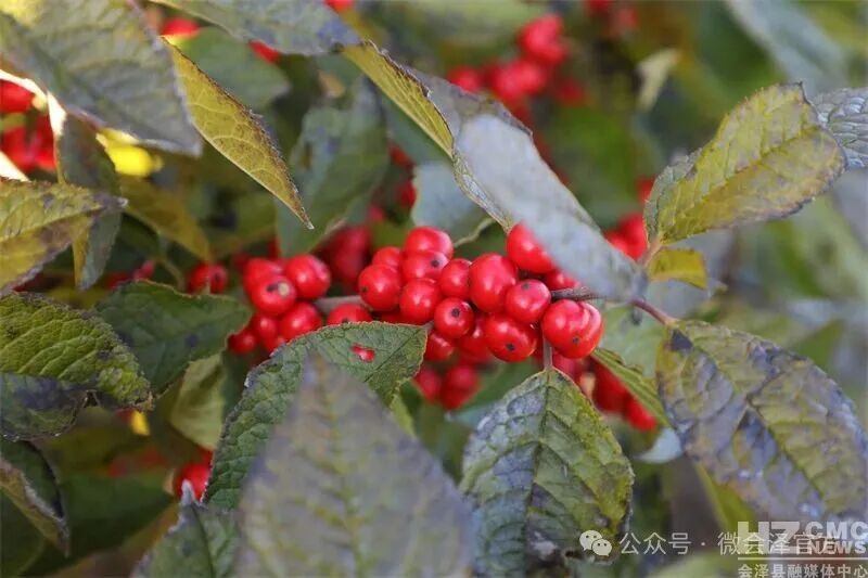 会泽县迤车镇小米村：冬青红似火 增收路更..