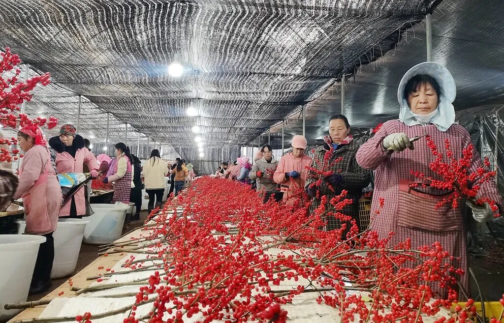 宣威：“鲜花经济”绽放乡村振兴路