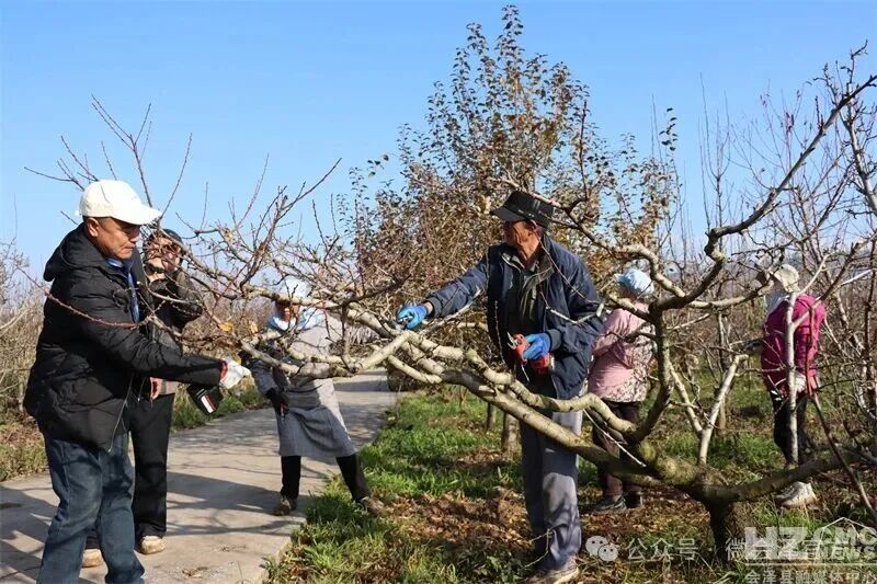 会泽县农技专家手把手教果农“冬管”提质 ..