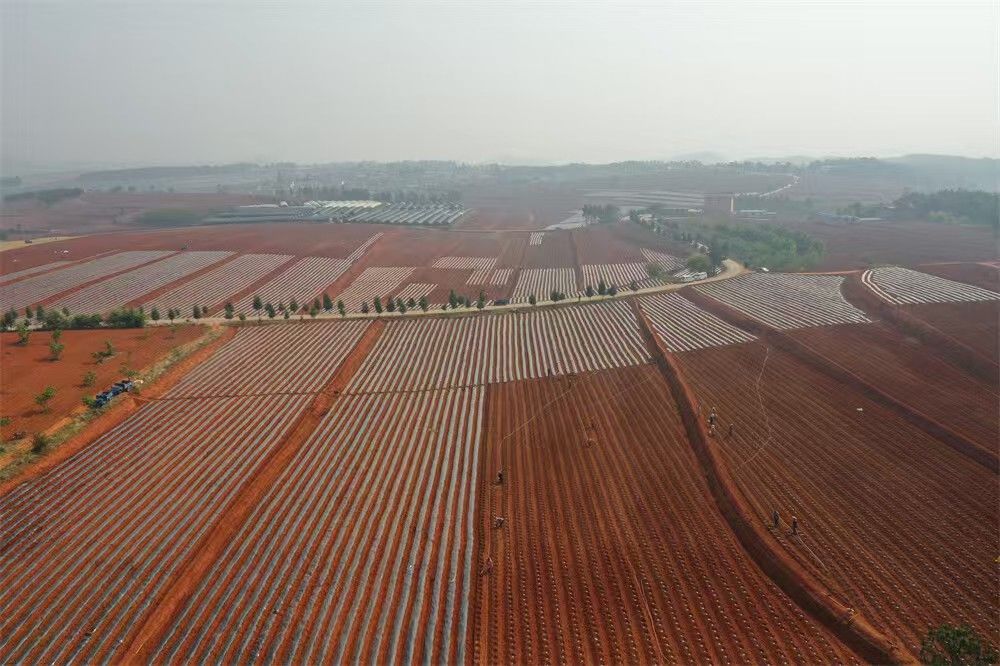 ​马龙区：农业产业多元发展 为乡村振兴注..