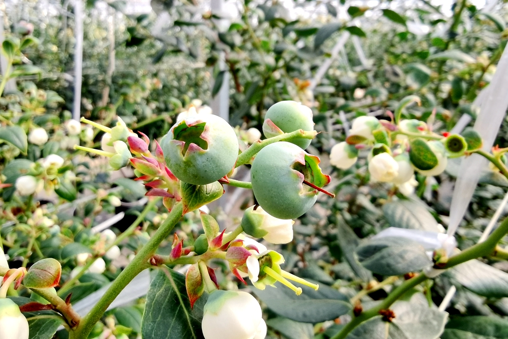 宣威双河乡：富硒地上种出“金果果”