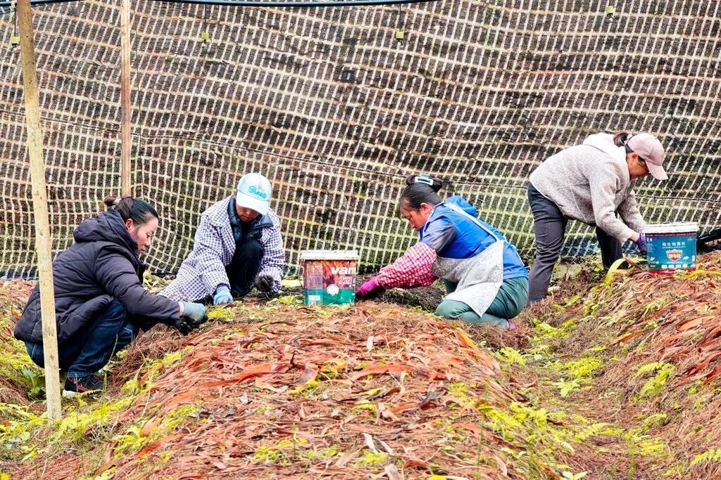 宣威倘塘镇：冰球子变“金球子”