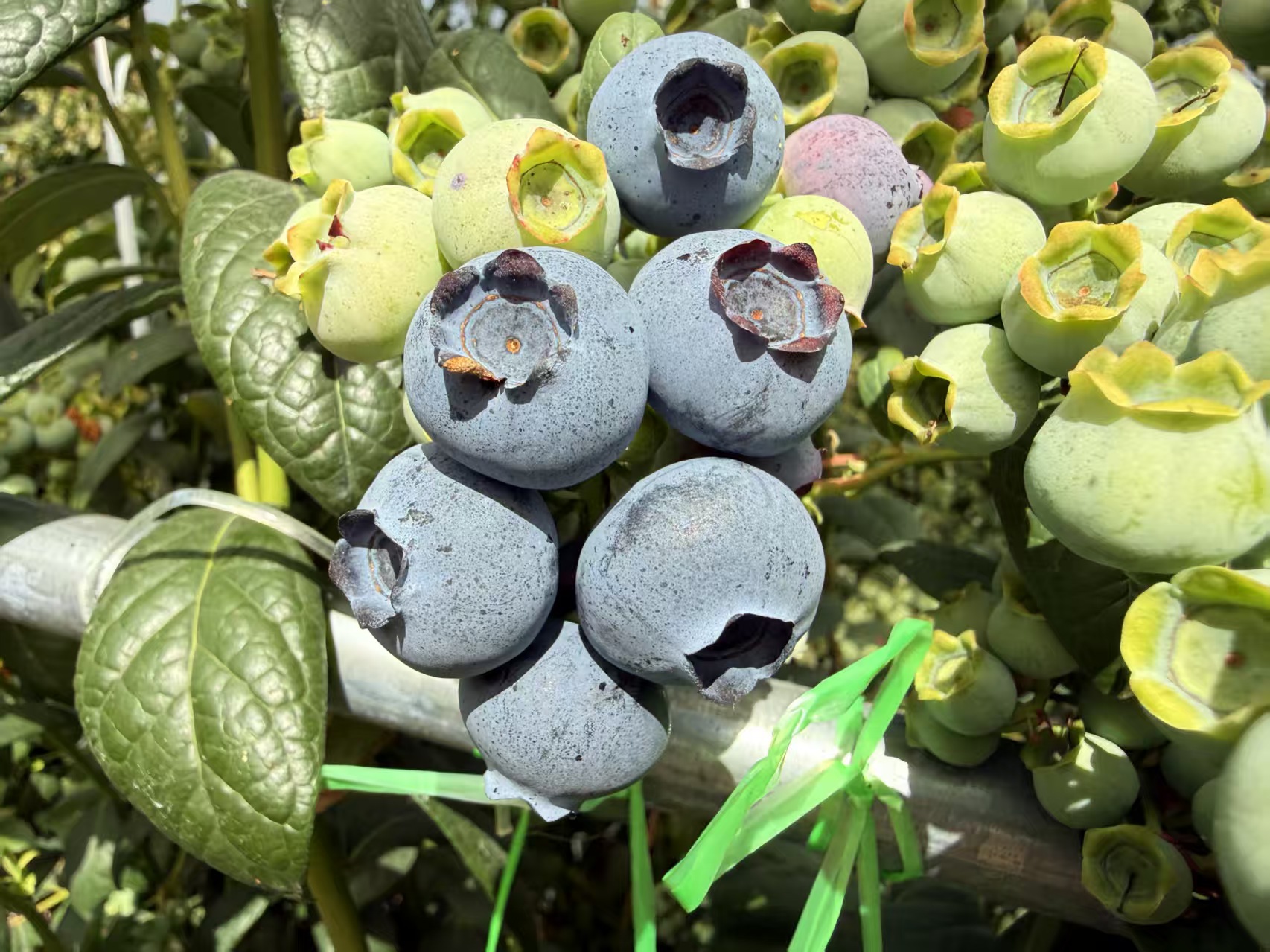 马龙:腊月蓝莓畅销全国