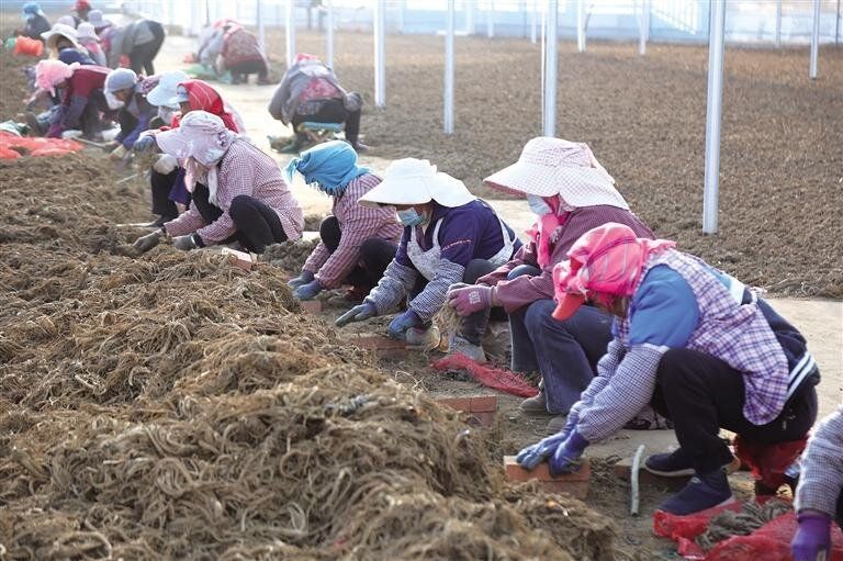 全链发展强产业 带动群众稳增收