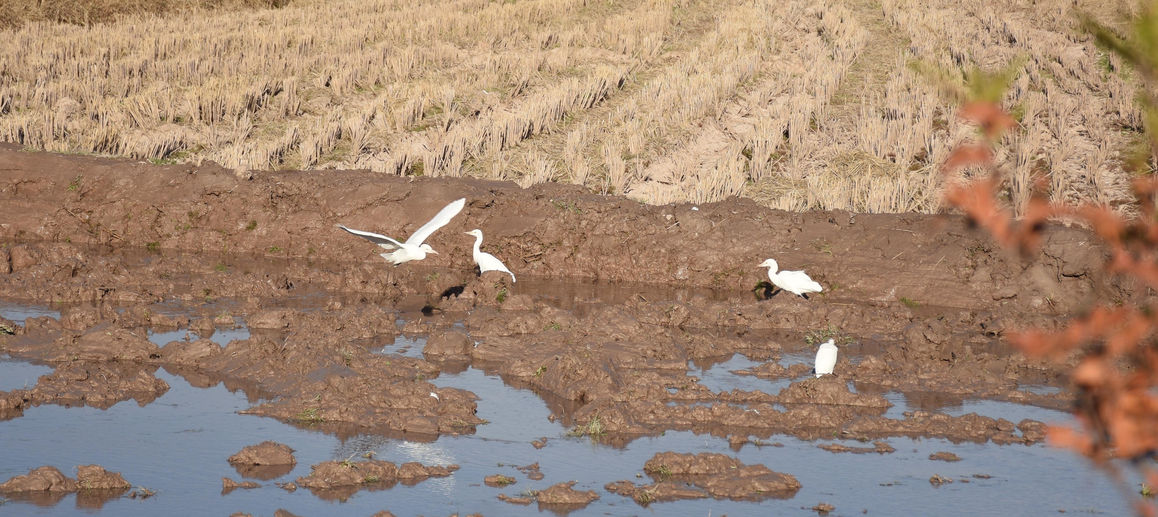 张安屯优质鱼米好吃有原因