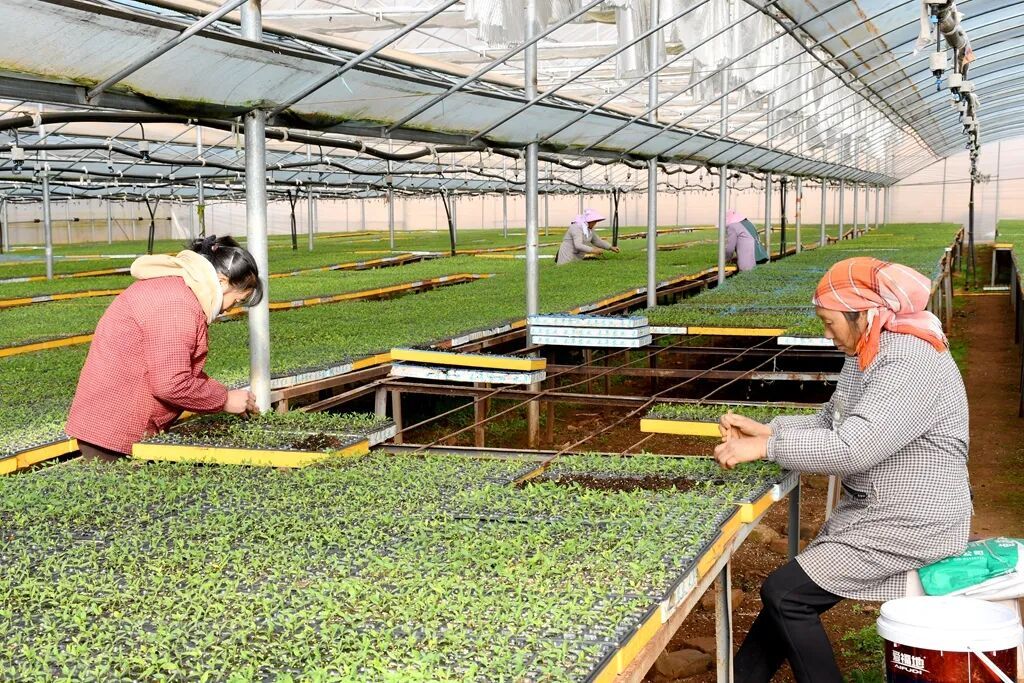 宣威西泽乡：大棚育苗忙 辣椒产业启新程