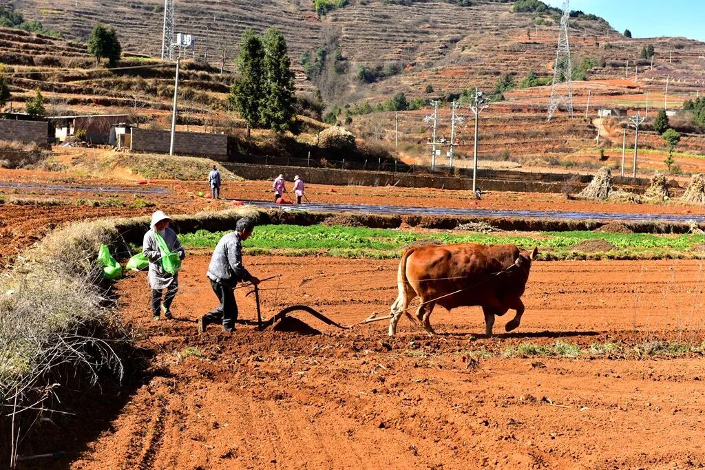 宣威龙场镇：抢抓农时种薯忙 小春马铃薯种..