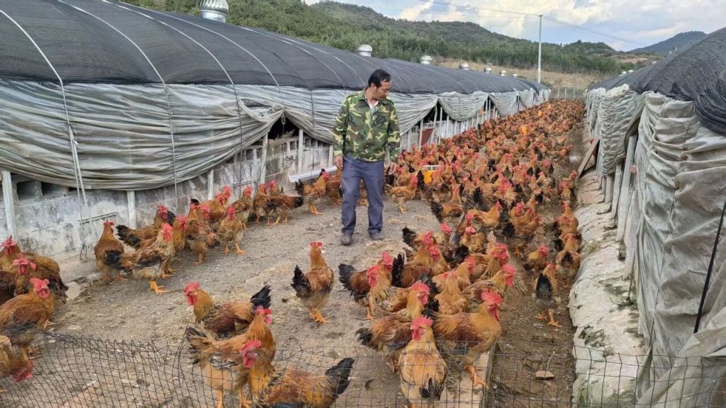 鸡头村街道订单肉鸡代养助力群众增收