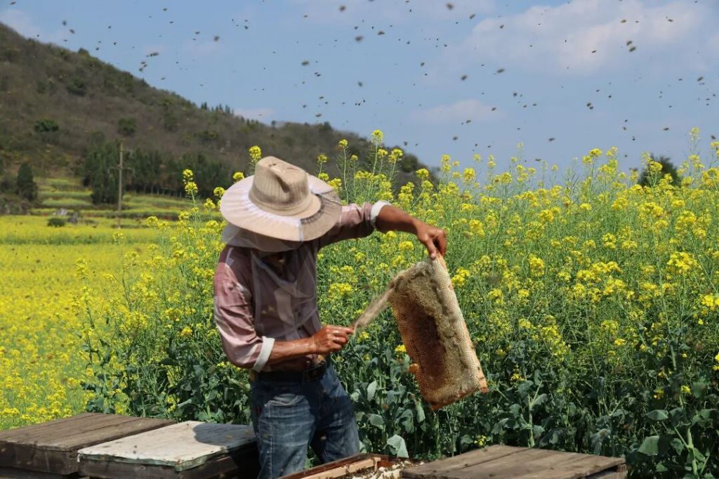 罗平养蜂人：追花千万里 归处是罗平
