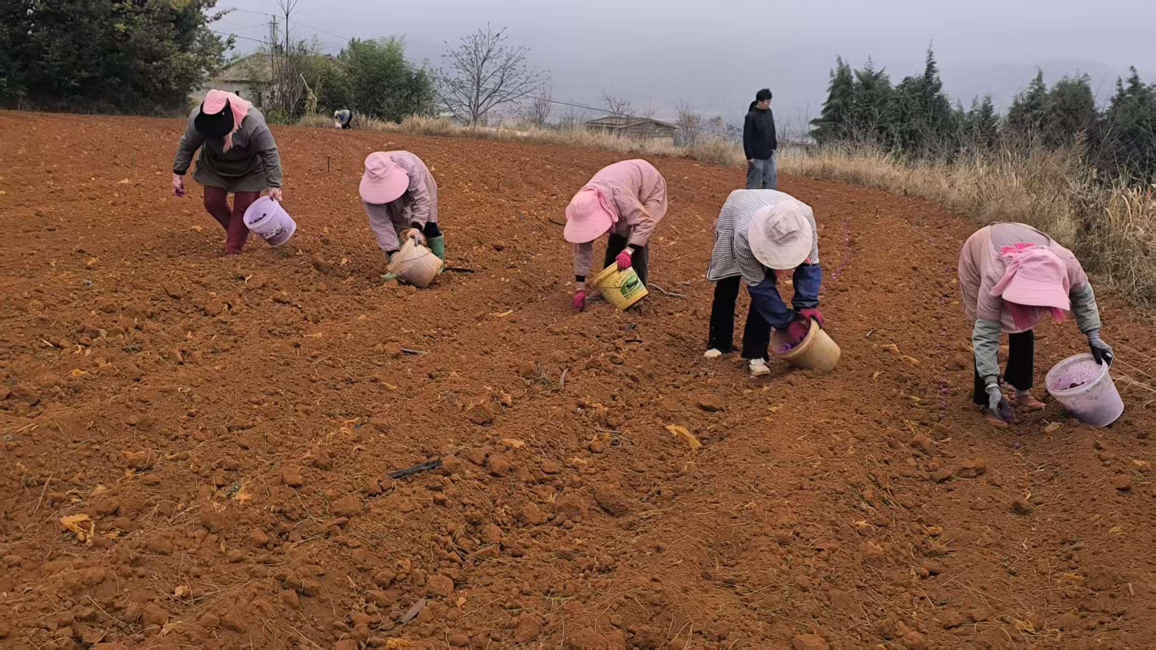 马龙开展马铃薯新品种试验示范推广