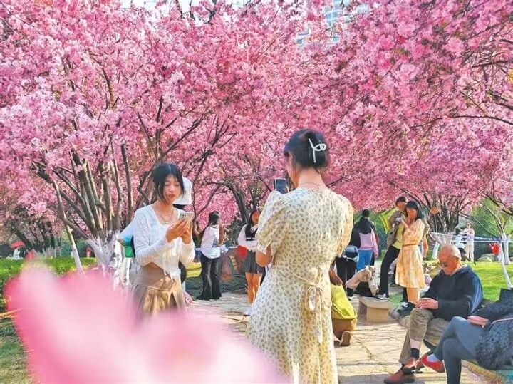 曲靖：以花为媒激活乡村旅游“春日经济”