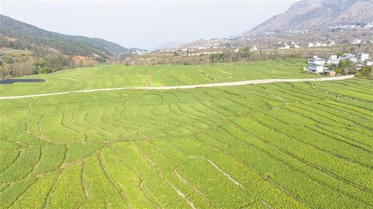 百花入馔尝春鲜