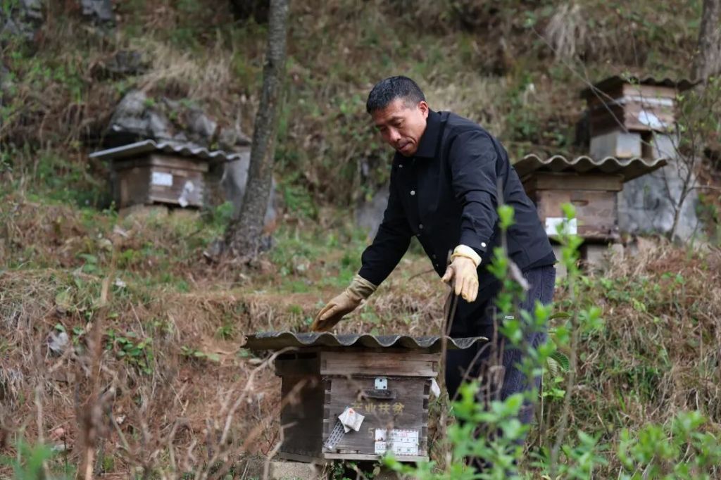 罗平老厂乡：深山林下的甜“蜜”农庄