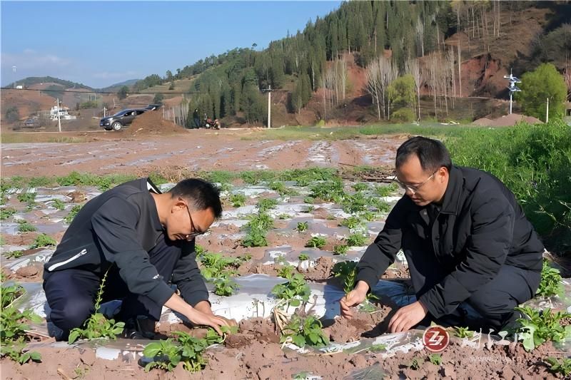 会泽:宝云街道早春马铃薯管护忙