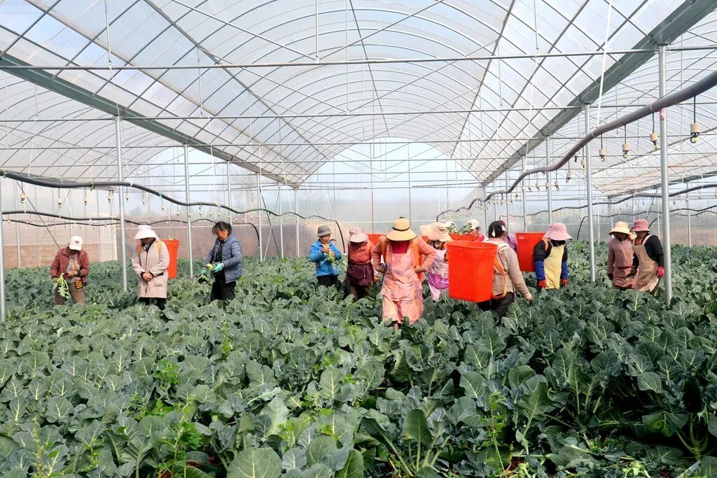 宣威凤凰街道:高原西兰花“鲜”行千里 冷..