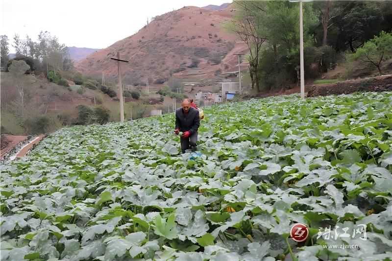 会泽迤车镇千亩冬早蔬菜喜丰收,西葫芦抢先..