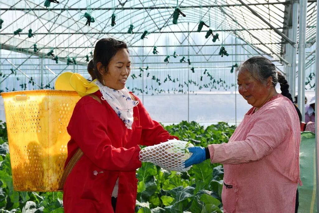 四季有菜 季季有收——宣威做强蔬菜产业 ..