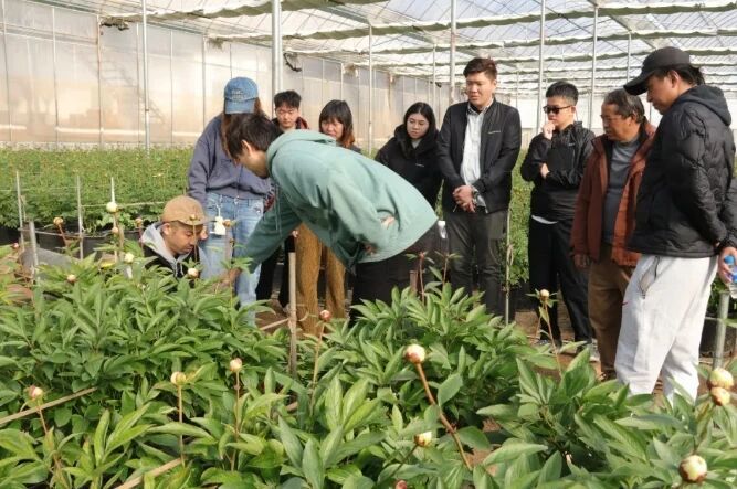 马龙区“廉”动赋能 鲜花经济一路芬芳