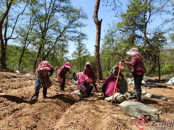 马龙纳章：林下掘“金”美了生态富了民