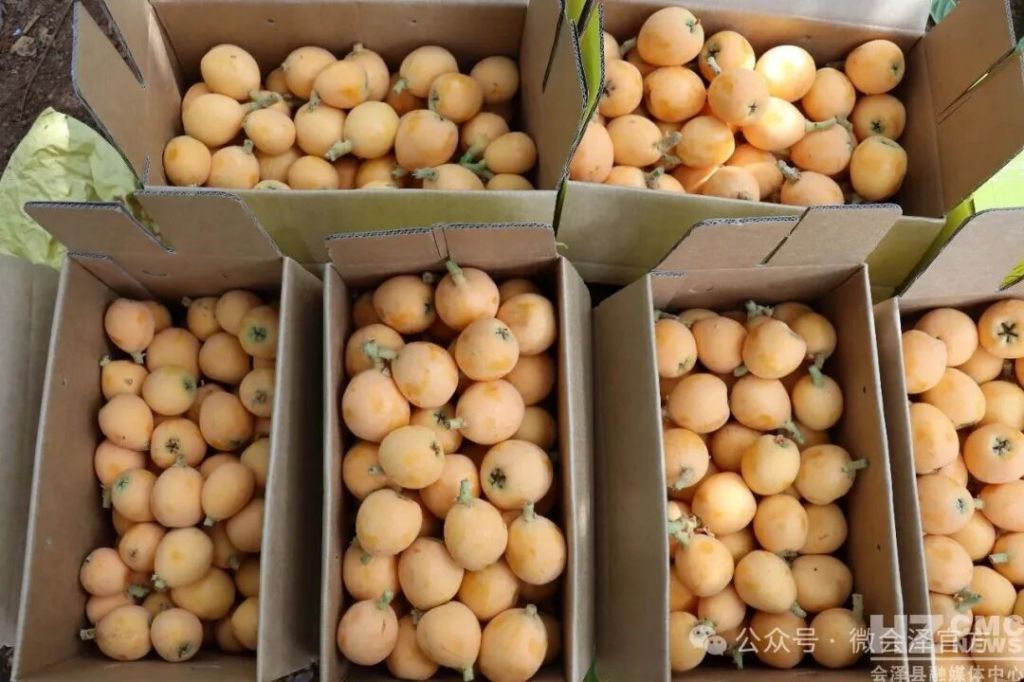 滇铜古道枇杷香 文旅赋能俏四方