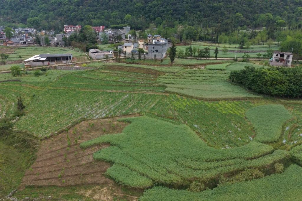 罗平九龙街道:贡菜丰收迎旺季 新兴产业奏..