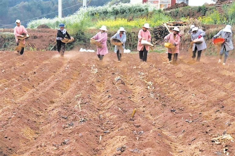 龙潭镇发展野菊花特色产业