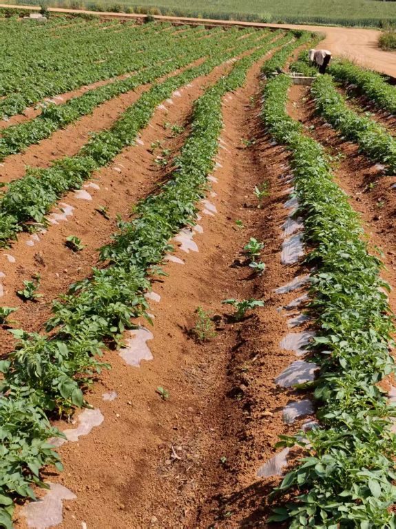 罗平——滇东沃野的“金疙瘩”马铃薯