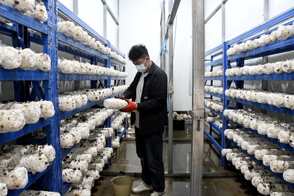 闲置烤房巧利用 宣威热水镇珍稀食药用菌..