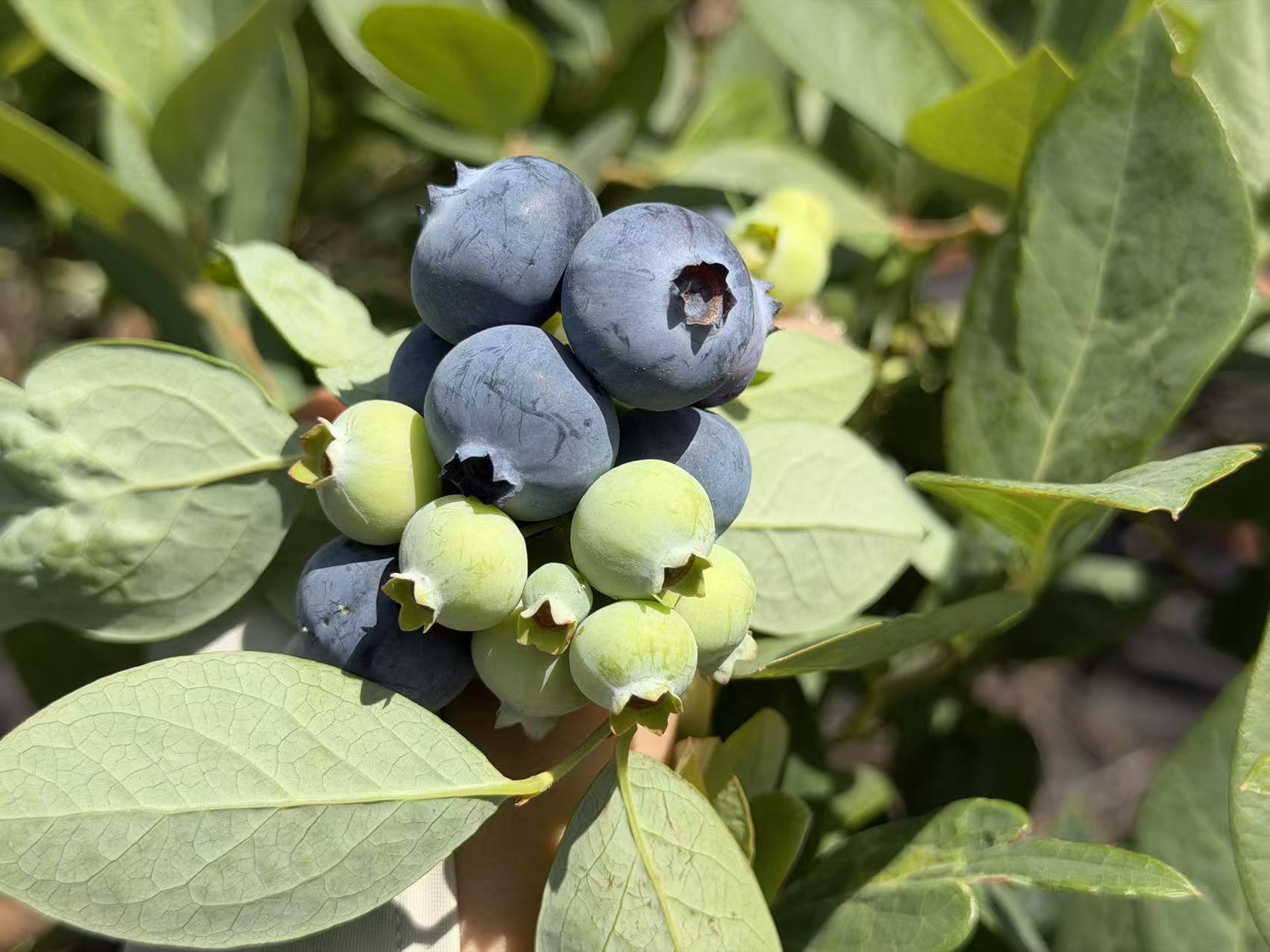 大庄乡:蓝莓满枝丰收景 产业兴村振兴路