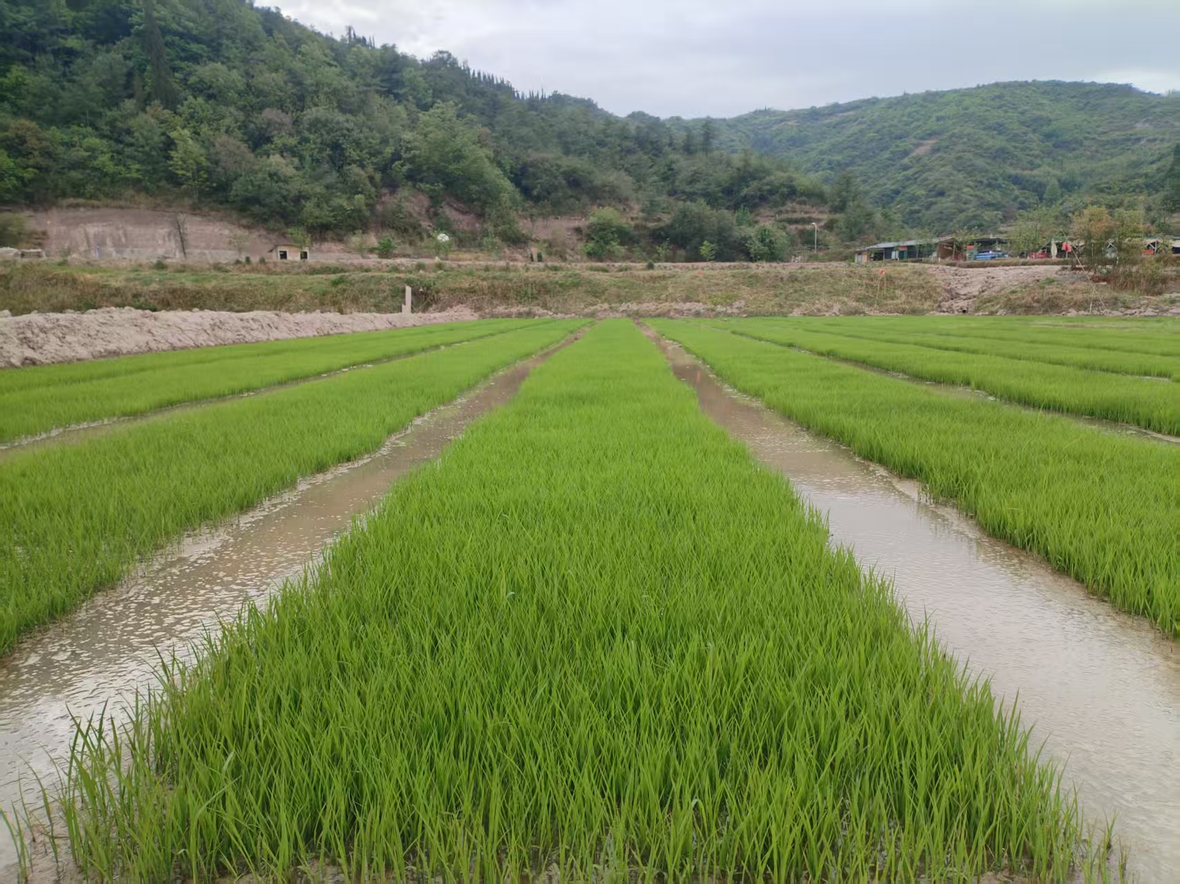 区农业农村局：科学管好秧苗 筑牢水稻高产..