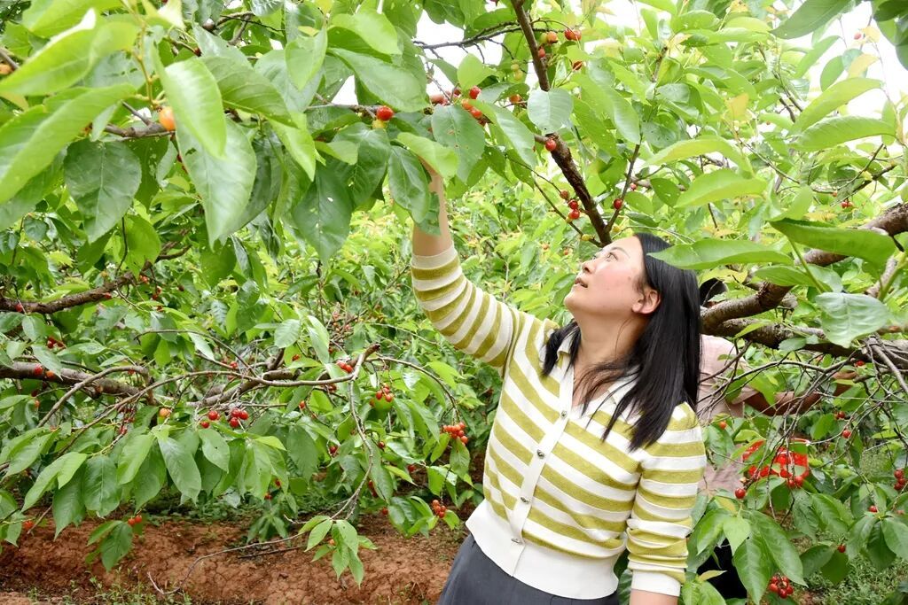 邂逅春日甜润 宣威龙场300亩玛瑙红樱桃..