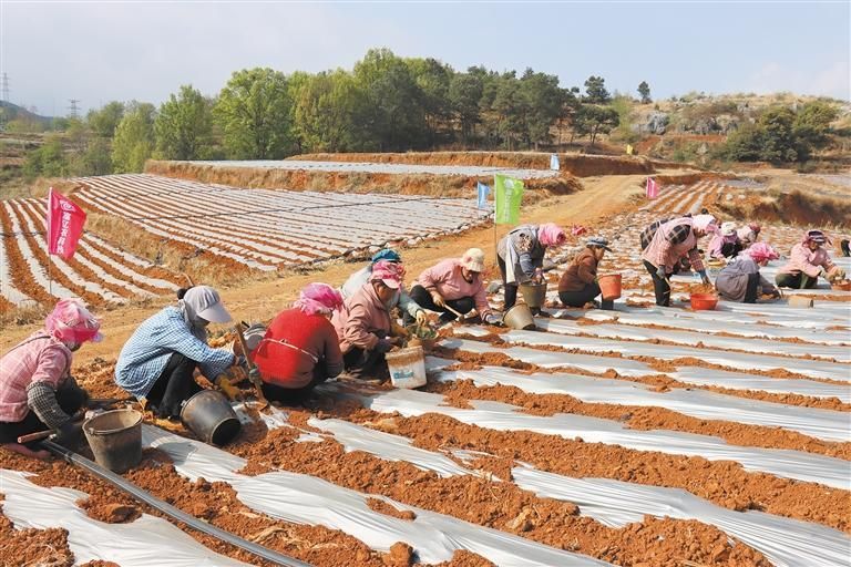 会泽：迷迭香种植忙