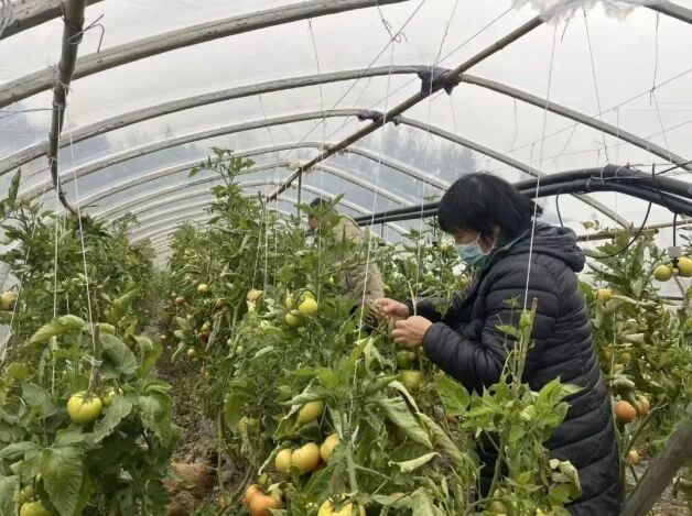 强化科技支撑提质  完善产业链条增效——..